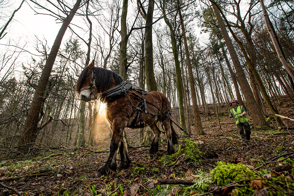 bolton abbey forestry main optimised